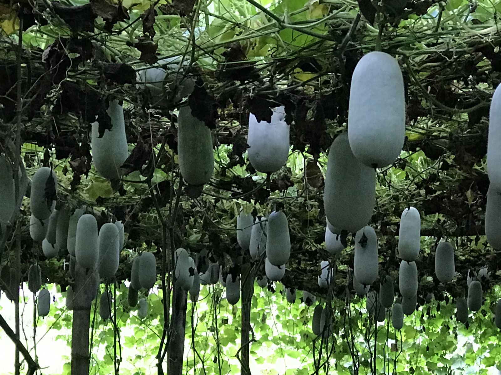 Bí xanh thơm đang vào vụ